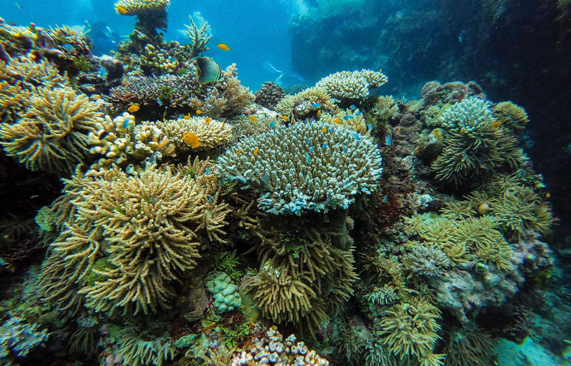 La Grande Barrière de corail, en Australie, au large de l'état du Queensland.