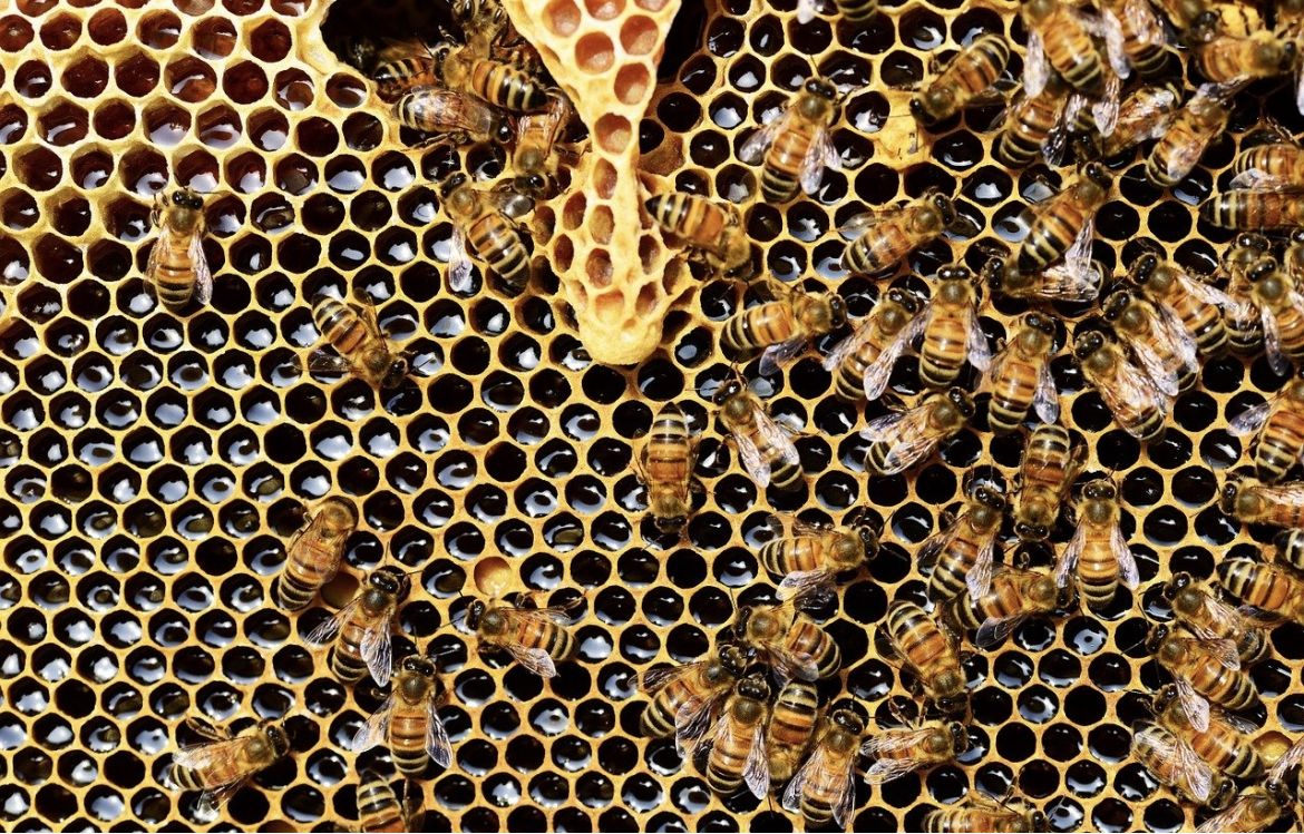 Ruches urbaines : la fable des abeilles