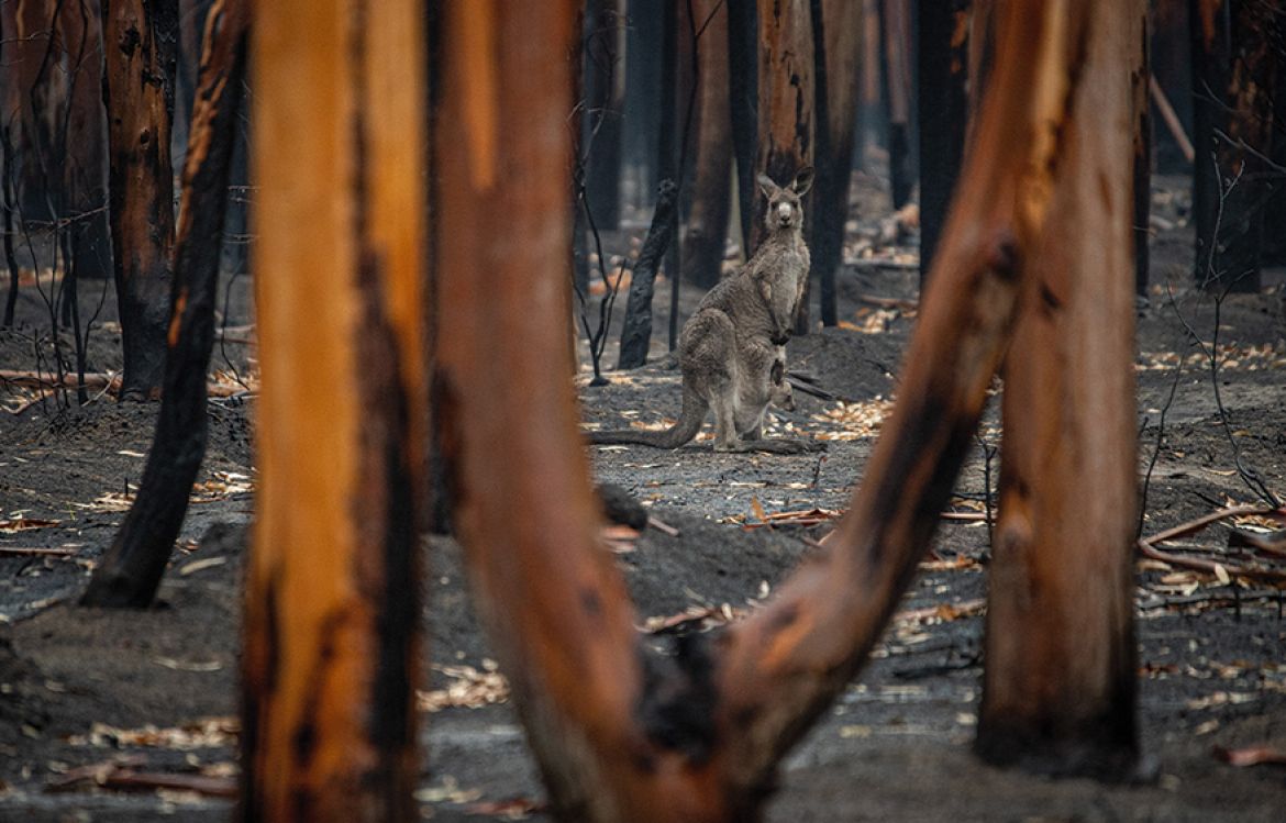 Kangourou durant les incendies en Australie