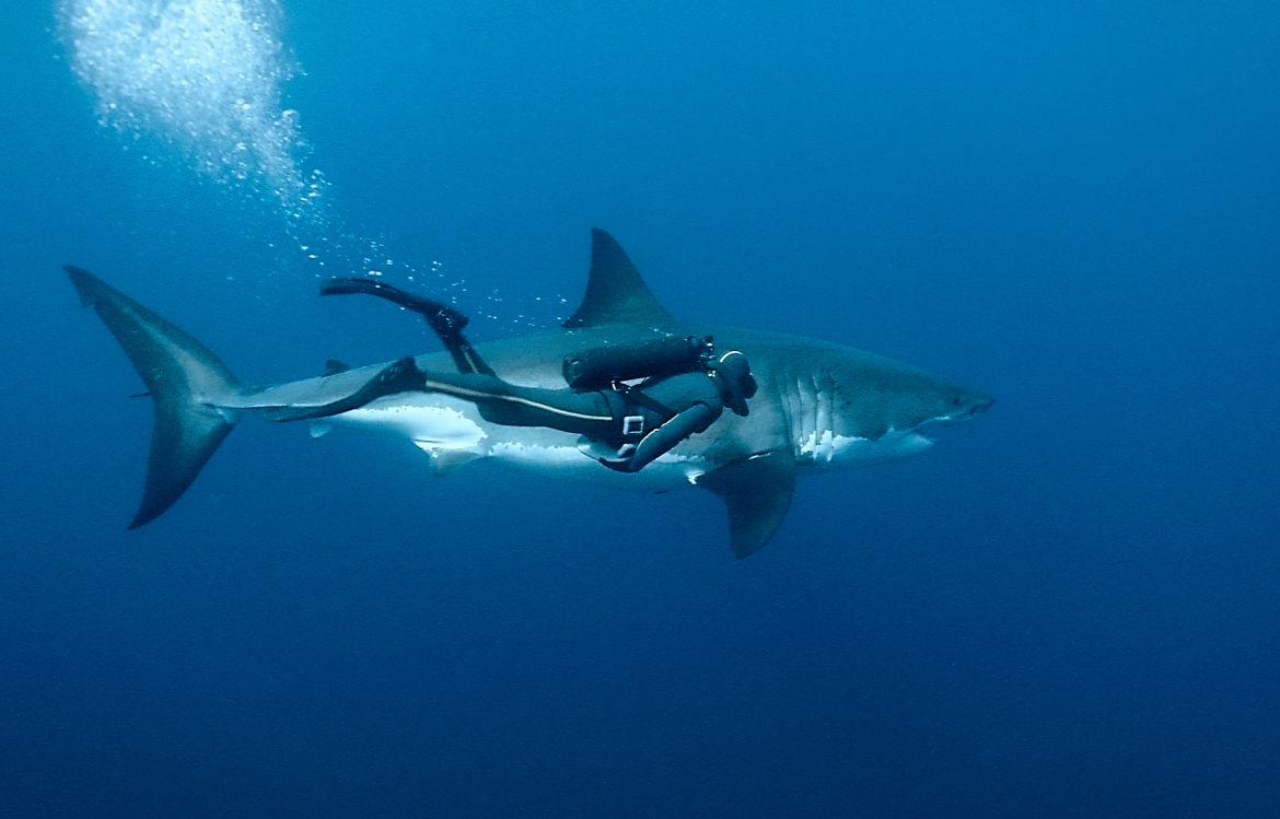 François Sarano nageant épaule contre nageoire  avec le Grand requin blanc Lady Mystery.