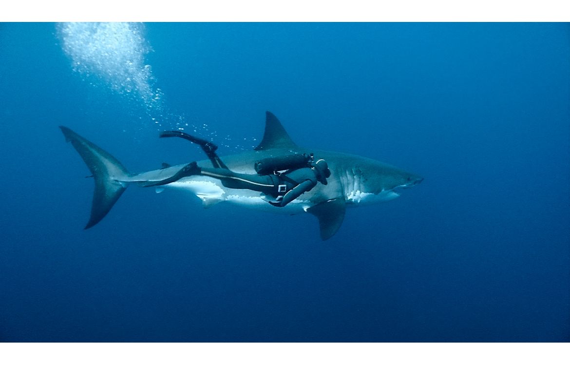 François Sarano nageant épaule contre nageoire  avec le Grand requin blanc Lady Mystery.