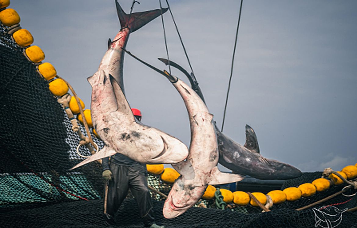 Des requins (parfois jusqu'à 30) se retrouvent coincés dans les filets. 